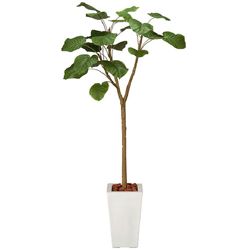 酸化チタン光触媒 ウンベラータ H170 52 グリーンヒーリングの観葉植物 おしゃれな家具通販 インテリアショップ リグナ