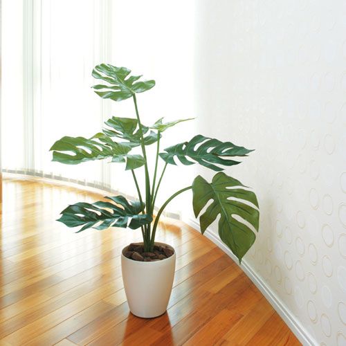 酸化チタン光触媒 モンステラ H75 5928 グリーンヒーリングの観葉植物 おしゃれな家具通販 インテリアショップ リグナ