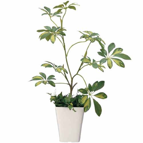 酸化チタン光触媒 シェフレラ H68 05 グリーンヒーリングの観葉植物 おしゃれな家具通販 インテリアショップ リグナ