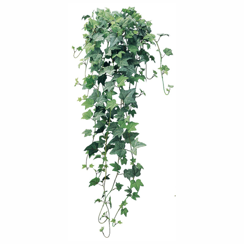 アイビーブッシュバイン リグナセレクションの観葉植物 おしゃれな家具通販 インテリアショップ リグナ