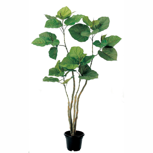 ウンベラータ ポット リグナセレクションの観葉植物 おしゃれな家具通販 インテリアショップ リグナ