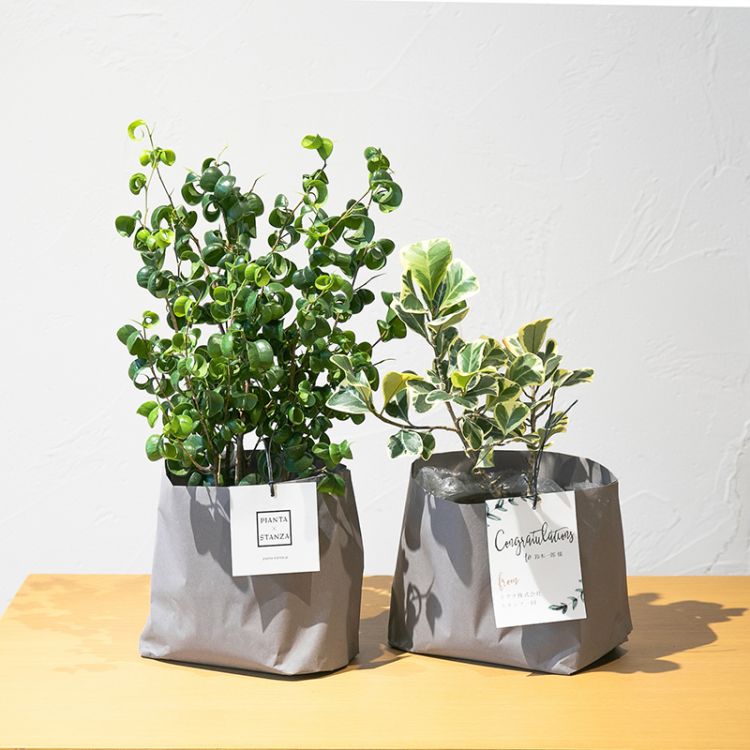 グリーンギフト1万円プラン 観葉植物タイプ Green Gift ピアンタ スタンツァの観葉植物 おしゃれな 家具通販 インテリアショップ リグナ