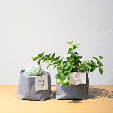 観葉植物 小鉢 おしゃれな家具通販 インテリアショップ リグナ