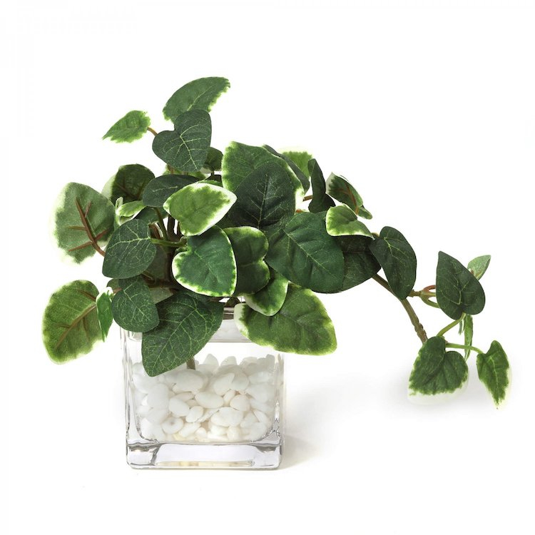 プミラ ウォーターキューブ フェイクグリーン リグナセレクションの観葉植物 おしゃれな家具通販 インテリアショップ リグナ プミラ ウォーターキューブ フェイクグリーン リグナセレクションの観葉植物 おしゃれな家具通販 インテリアショップ リグナ